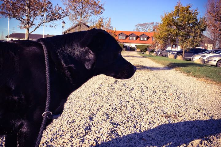 Pet Friendly 81 of 158