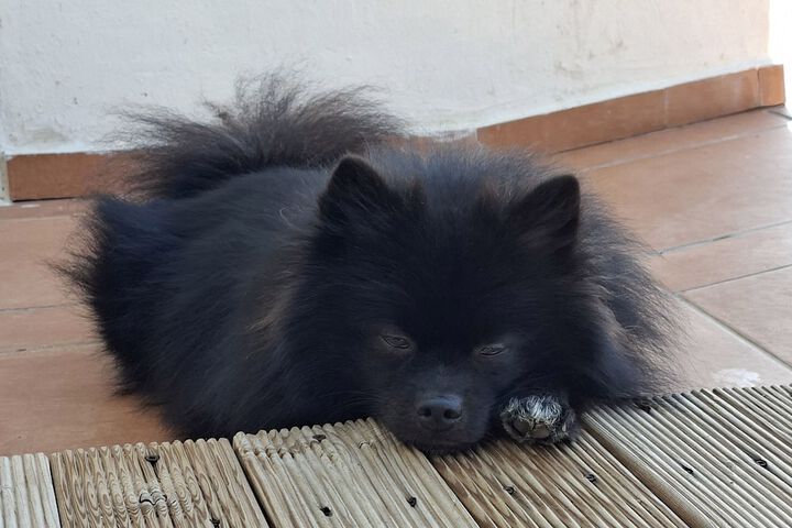 Pet Friendly 73 of 127