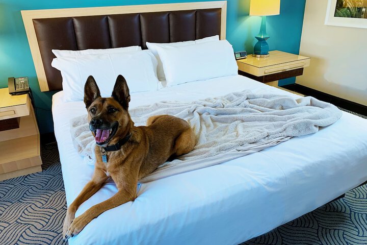 Pet-friendly