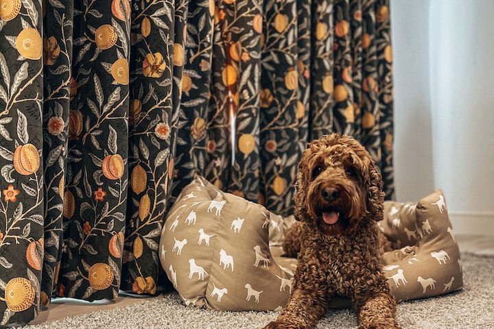 Pet Friendly 187 of 301