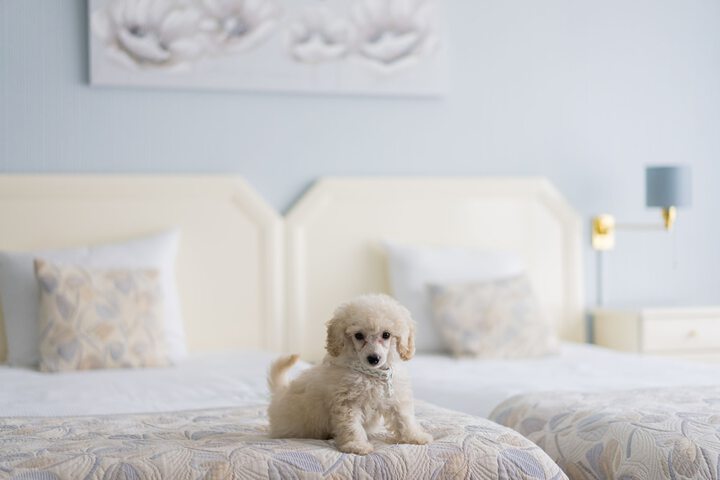 Pet Friendly 73 of 132