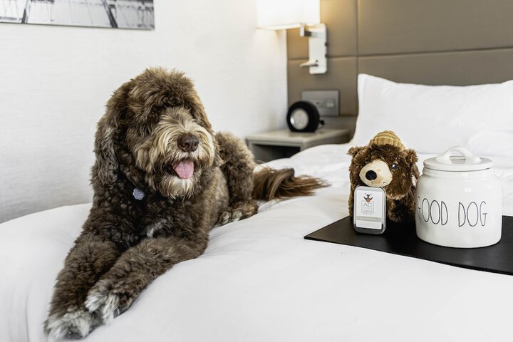 Pet-friendly