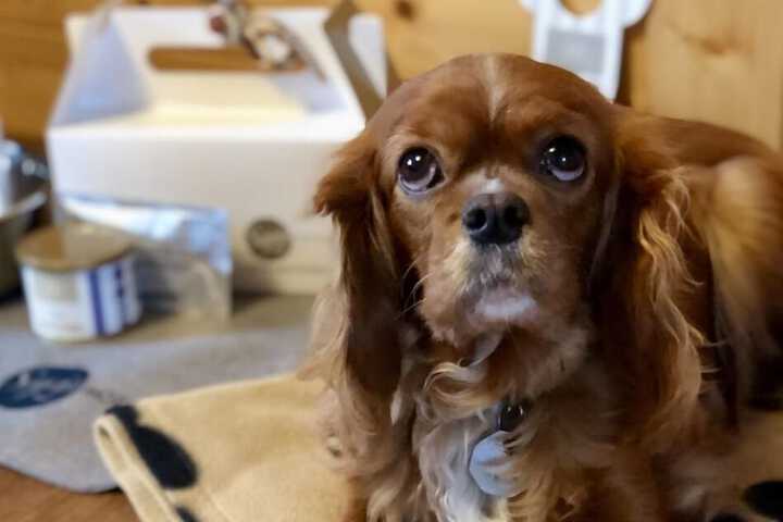 Pet Friendly 58 of 86