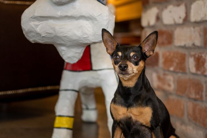Pet Friendly 50 of 71