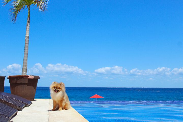 Pet Friendly 55 of 119