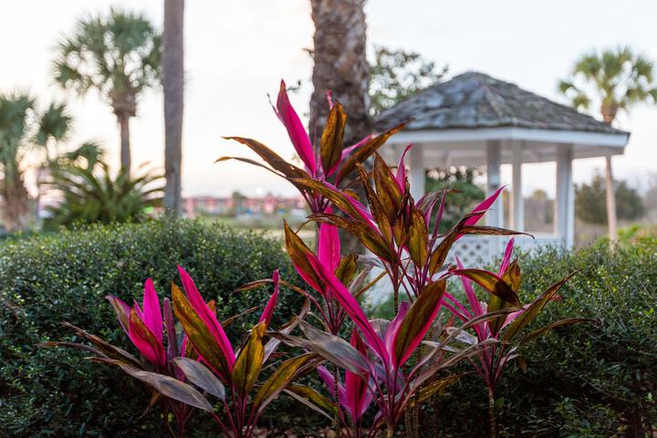 Garden view