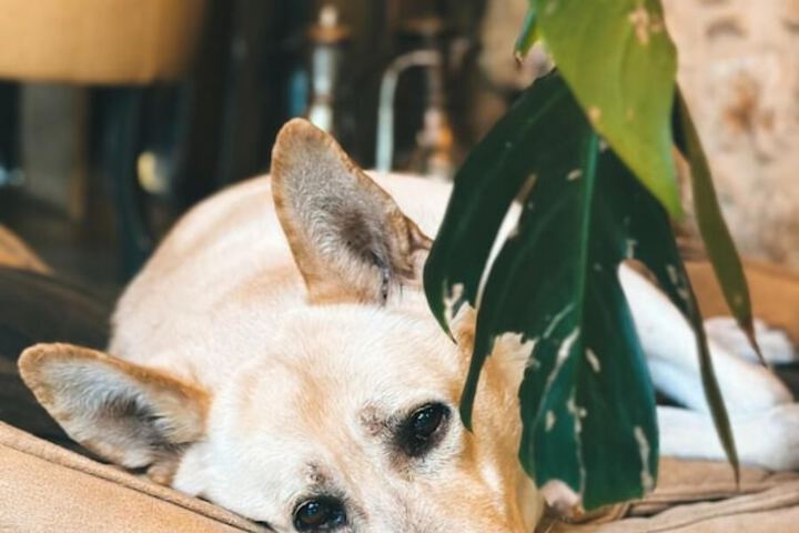 Pet Friendly 111 of 201