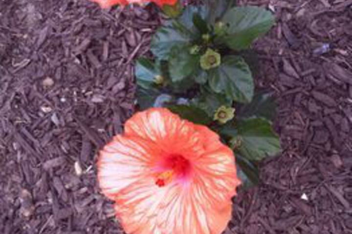 Property Grounds 58 of 60