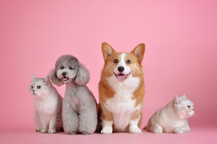 Pet Friendly 36 of 63
