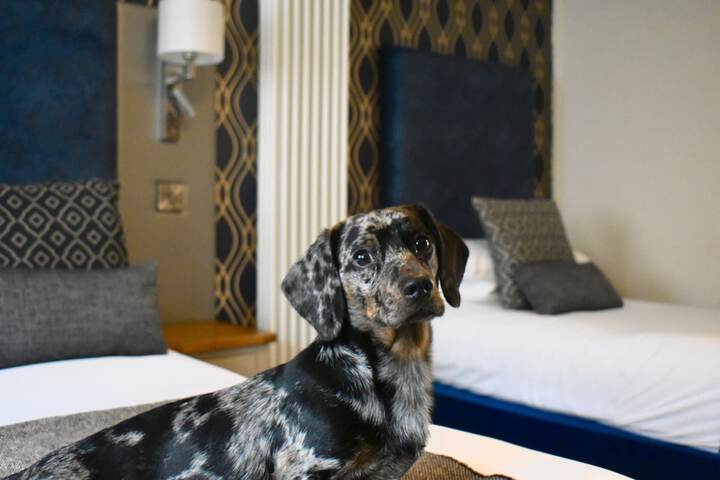 Pet Friendly 49 of 77