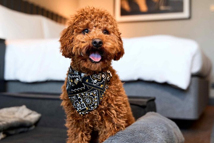 Pet Friendly 165 of 267