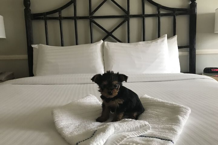 Pet Friendly 31 of 76