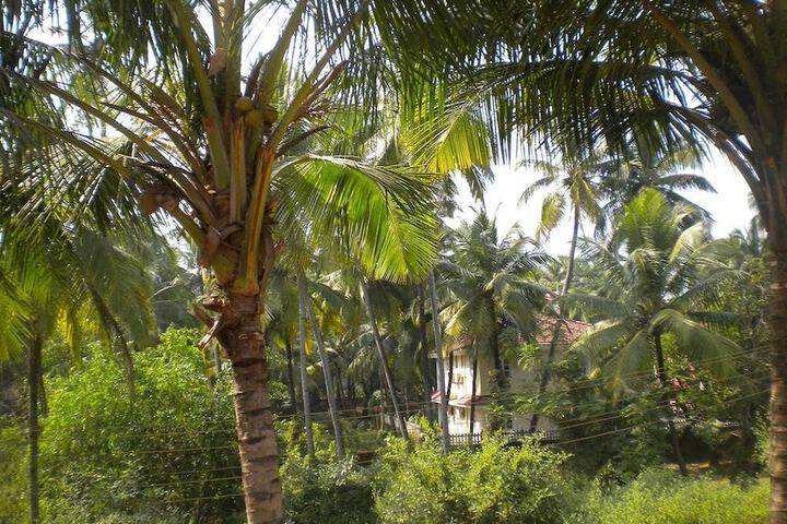 ROOM MAANGTA 328 - COLVA GOA