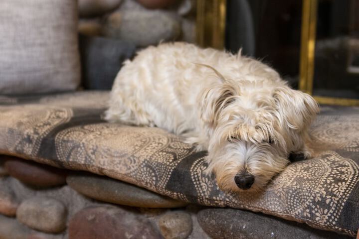 Pet Friendly 43 of 64