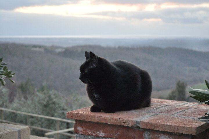 Pet Friendly 132 of 186