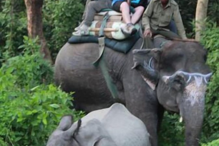 Safari