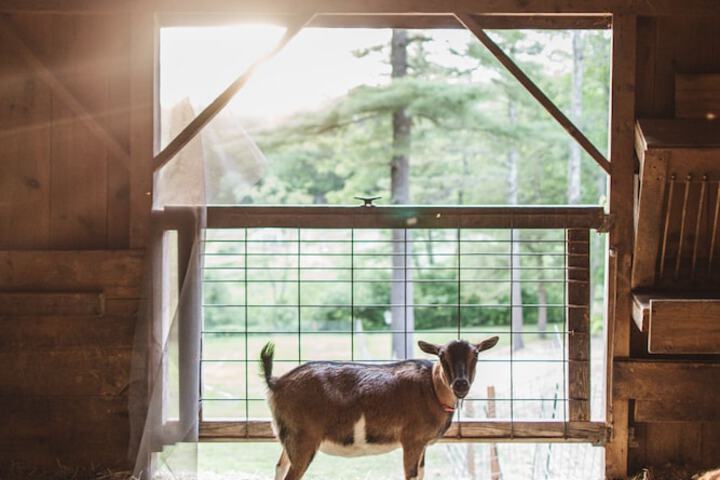 Pet Friendly 26 of 43