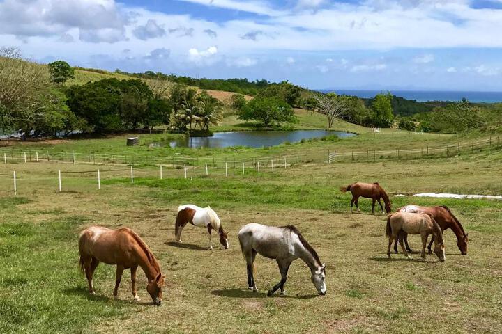 La Ferme des Etangs