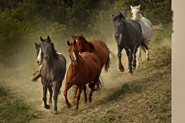 Horseback riding