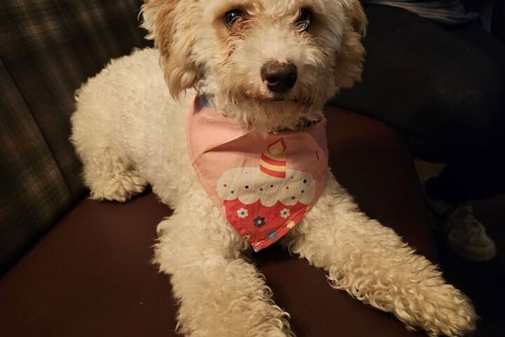 Pet Friendly 12 of 22