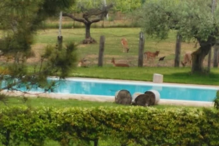 Agriturismo Torre Mannella in Citta Sant'Angelo