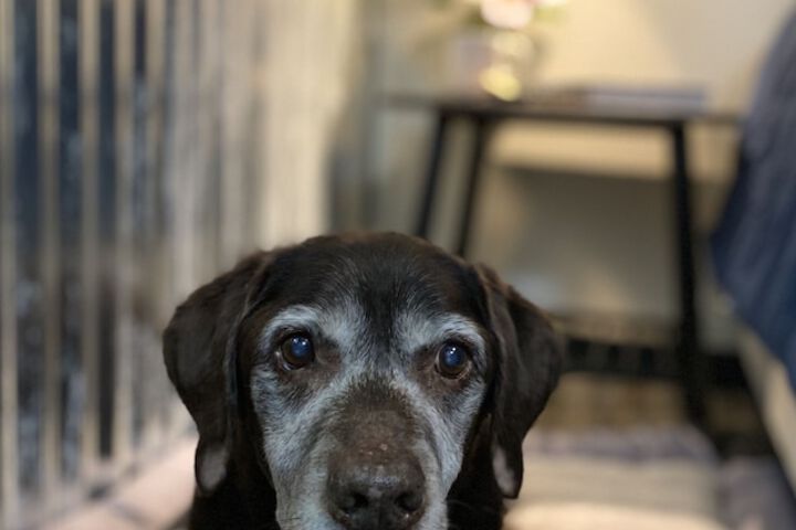 Pet Friendly 19 of 32