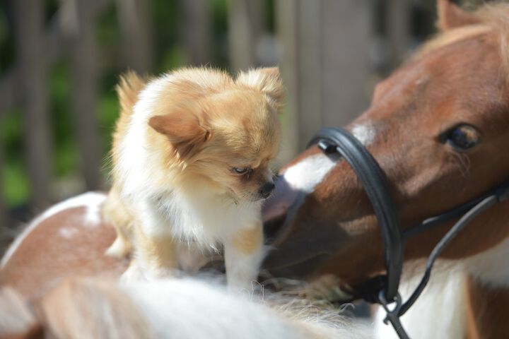 Pet Friendly 20 of 41