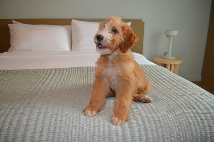 Pet Friendly 34 of 96
