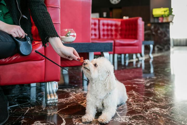 Pet Friendly 48 of 103