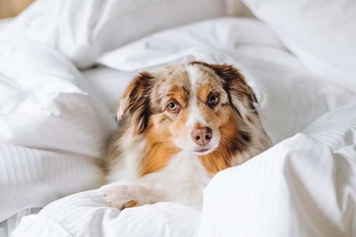 Pet-friendly