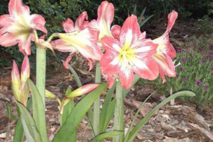 Chara Farm Stay in Bloemfontein