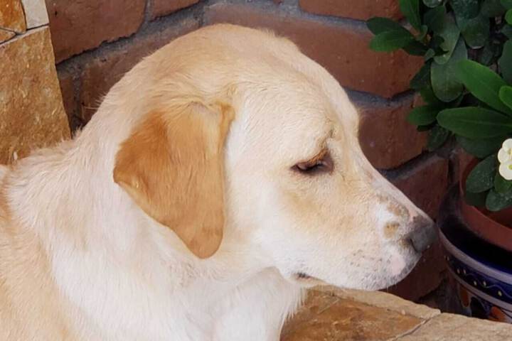 Pet Friendly 62 of 99