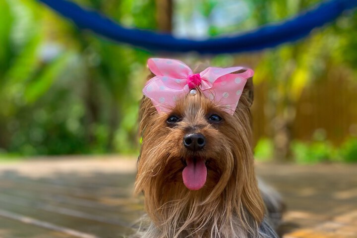 Pet Friendly 20 of 33