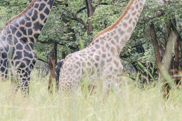 Game drive