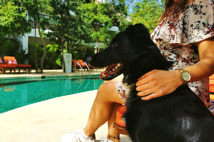Pet Friendly 51 of 81