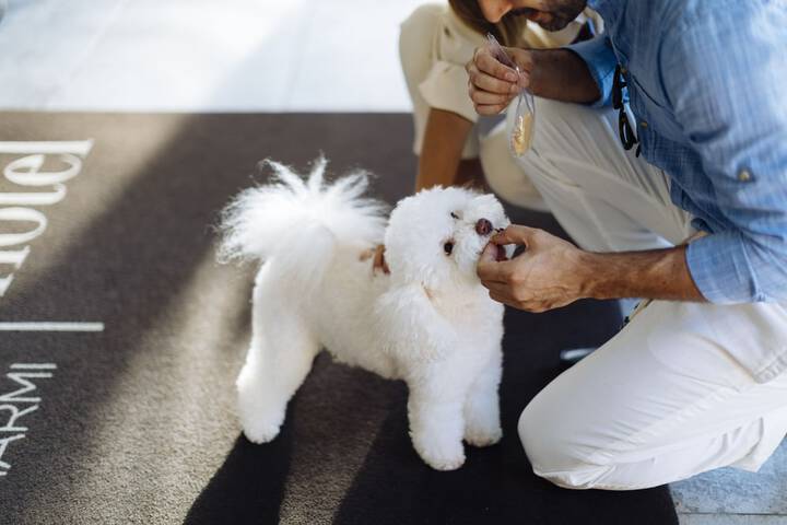 Pet Friendly 73 of 97