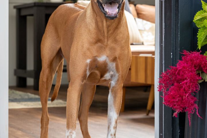 Pet Friendly 11 of 21