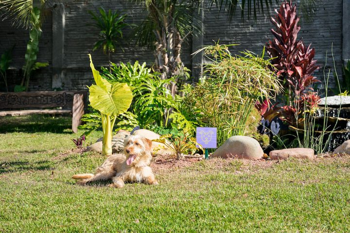 Pet Friendly 27 of 44