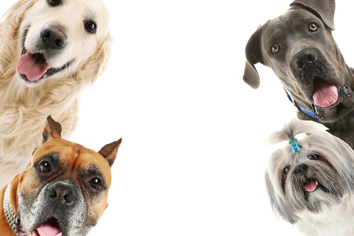 Pet Friendly 101 of 116