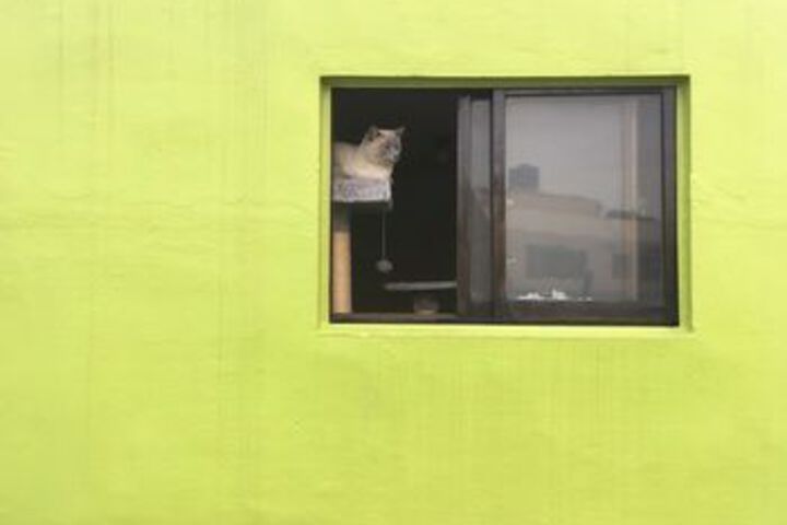 Pet Friendly 85 of 96
