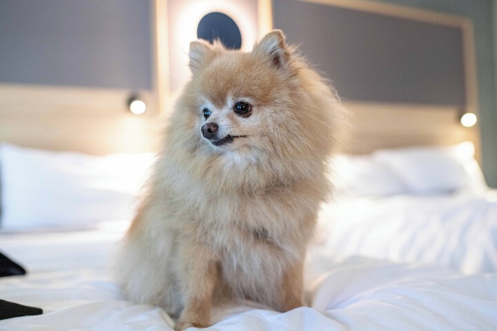 Pet Friendly 46 of 57