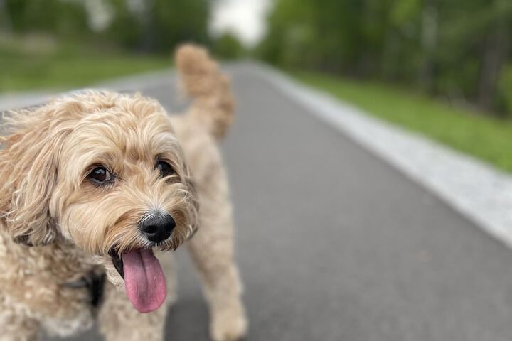 Pet-friendly
