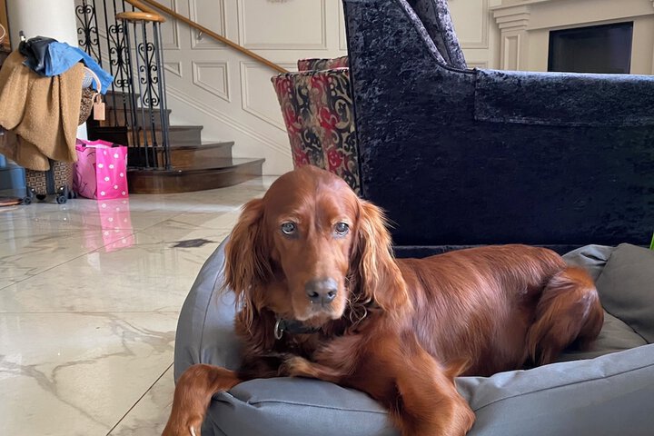 Pet Friendly 38 of 43