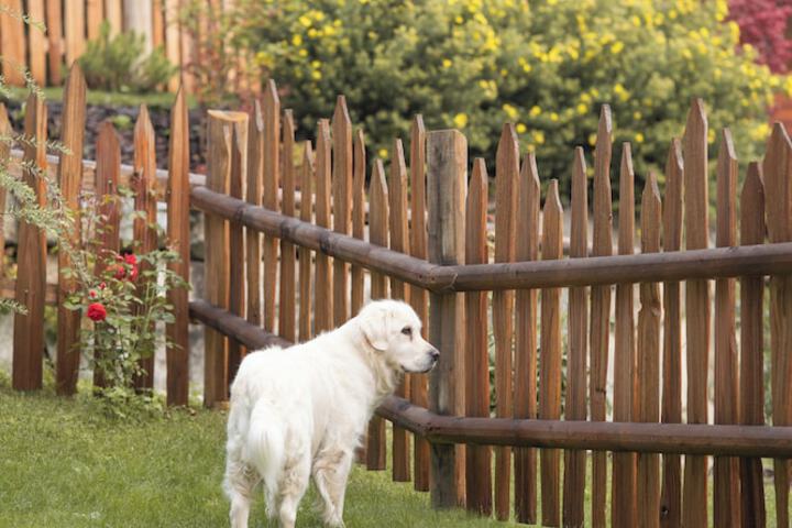 Pet Friendly 97 of 160