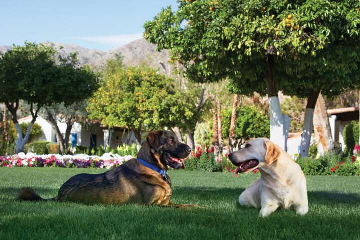 Pet-friendly