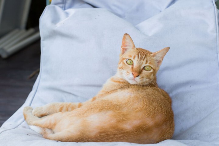 Pet Friendly 96 of 122
