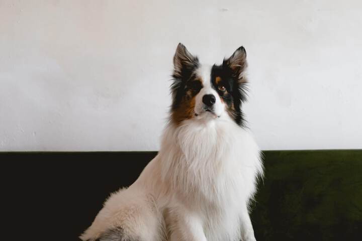 Pet Friendly 49 of 63