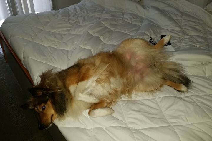 Pet Friendly 14 of 26