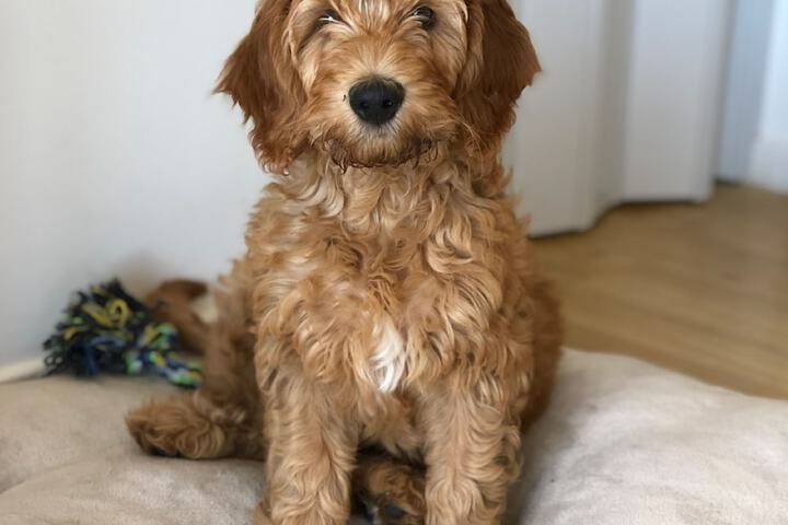 Pet Friendly 31 of 57
