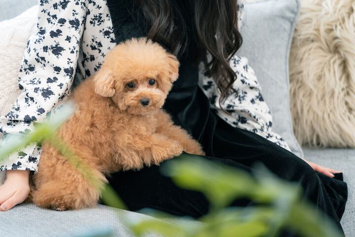 Pet Friendly 19 of 34